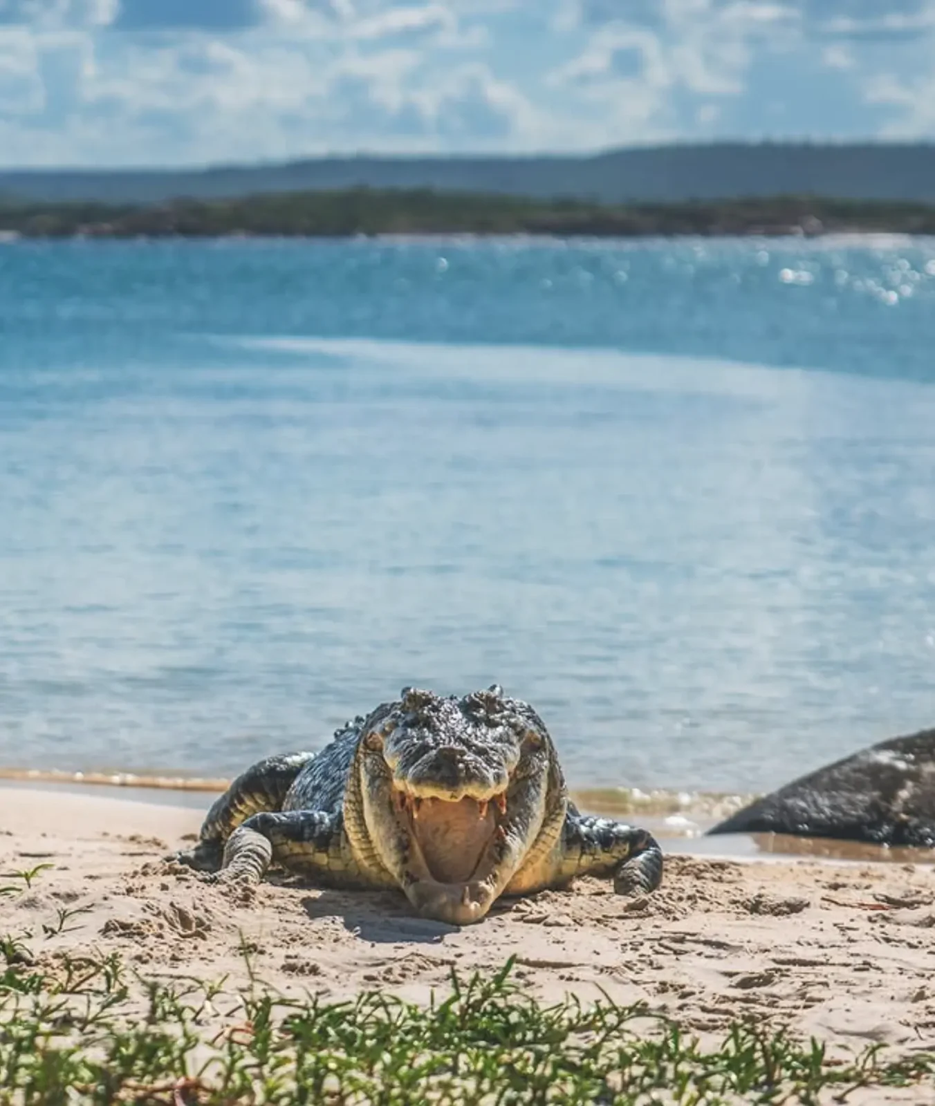 largest crocodiles on Earth
